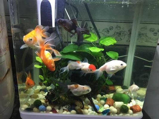 水鴨缸最不值錢的三個地方