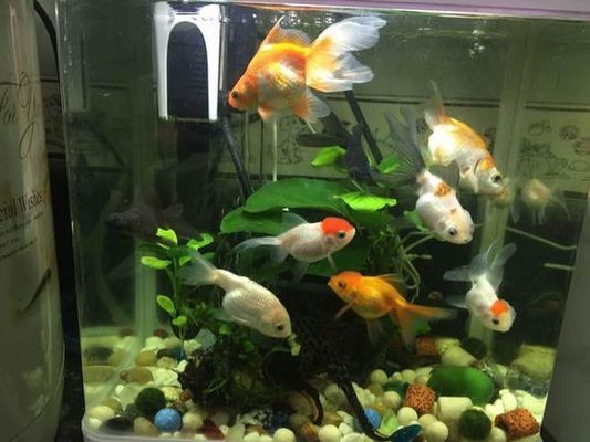 水鴨缸最不值錢的三個地方