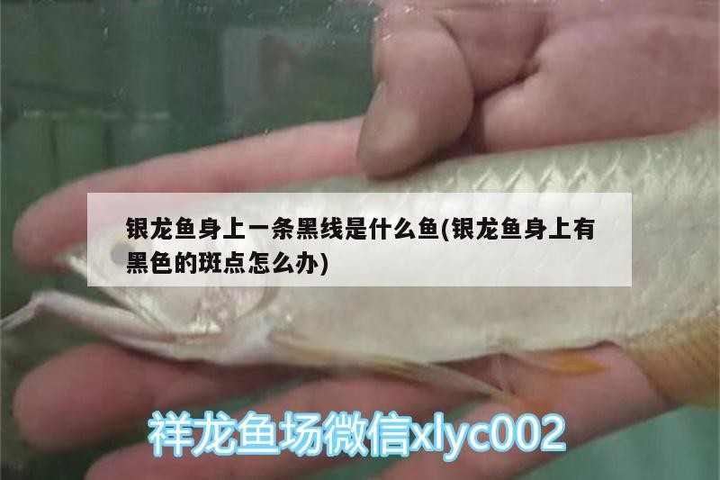 銀龍魚身上一條黑線是什么魚(銀龍魚身上有黑色的斑點怎么辦)