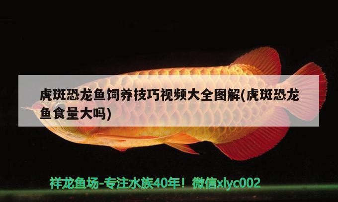 紅龍魚代表什么動物生肖(紅魚屬于什么動物)