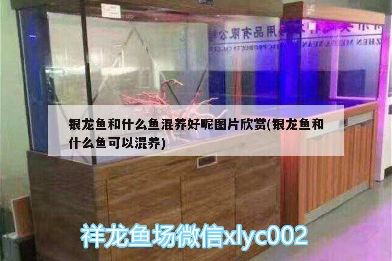 銀龍魚和什么魚混養好呢圖片欣賞(銀龍魚和什么魚可以混養)