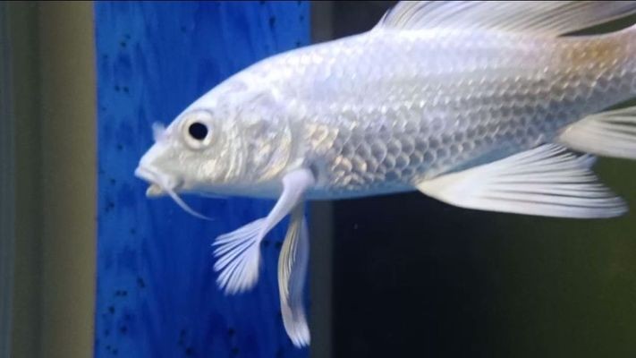 魚缸出現水垢怎么處理養什么魚好（魚缸出現水垢怎么處理養什么魚好一點）
