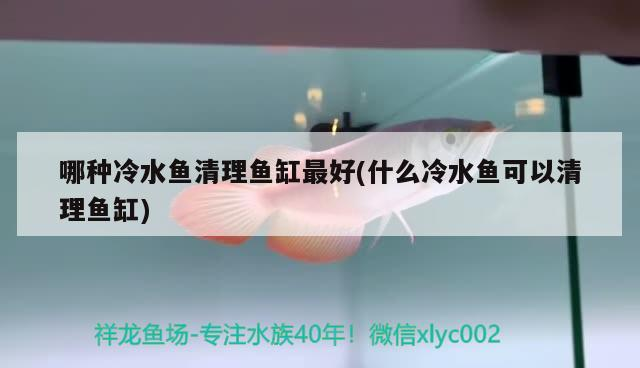 哪種冷水魚清理魚缸最好(什么冷水魚可以清理魚缸)