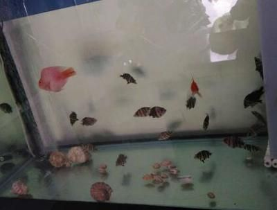 6厘米小虎魚喂什么食物：6厘米小虎魚的喂養食物應多樣化，