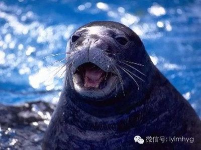 通化水族館vs祥龍魚場（探討通化水族館與祥龍魚場之間的差異，我們需要明確兩者的主要業務和特點）