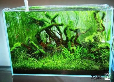 大型魚缸種什么水草