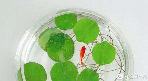 金龍魚玉石雕寓意是什么（金龍魚玉石雕寓意是什么呢）