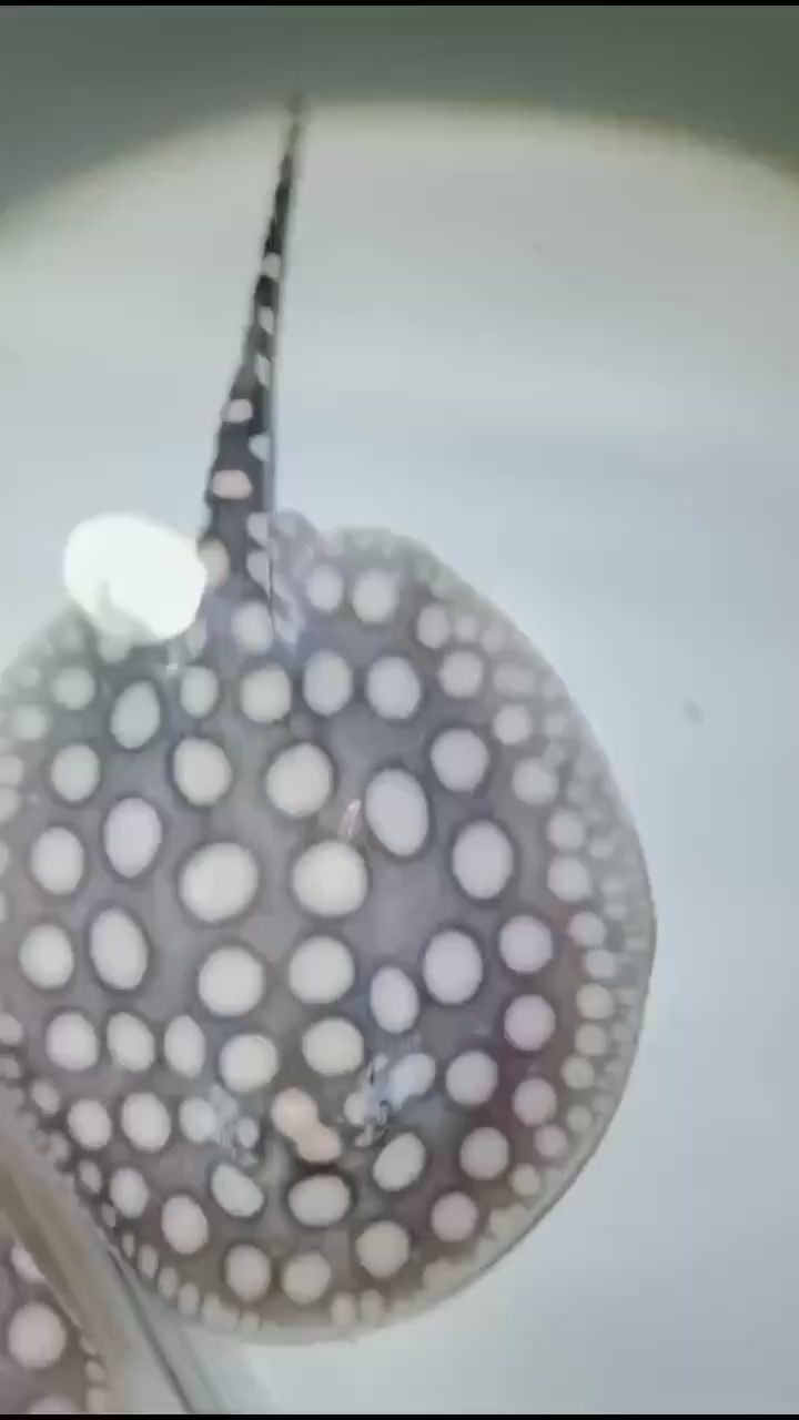 一大碗湯圓 一大碗湯圓 魟魚百科