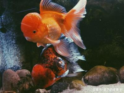 魚缸水垢清洗視頻教程（魚缸水垢清洗視頻教程全集）