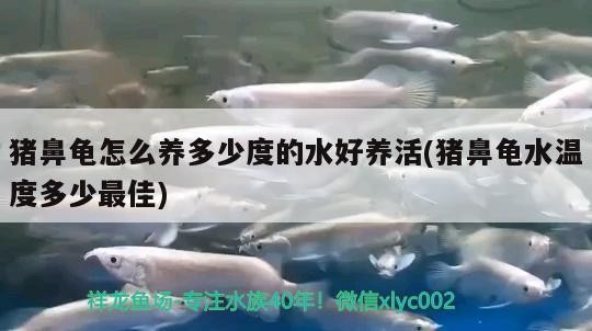 豬鼻龜怎么養多少度的水好養活(豬鼻龜水溫度多少最佳)