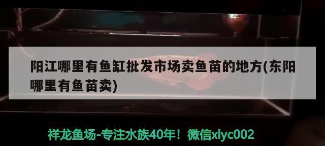 陽江哪里有魚缸批發市場賣魚苗的地方(東陽哪里有魚苗賣)