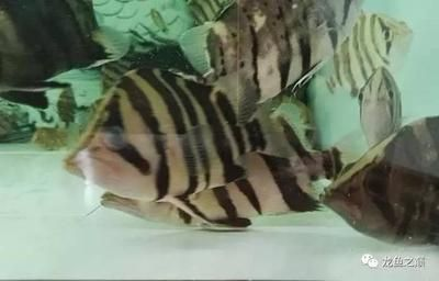 虎魚變黑了怎么回事：虎魚變黑了怎么回事虎魚變黑了怎么回事