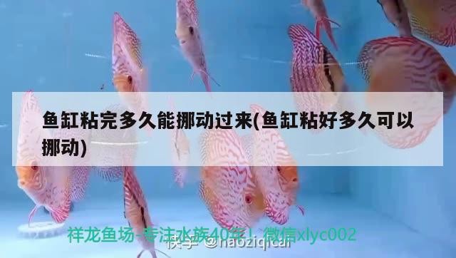 魚缸粘完多久能挪動過來(魚缸粘好多久可以挪動)