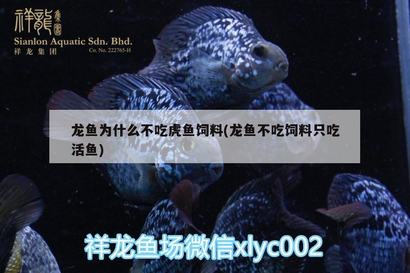 龍魚為什么不吃虎魚飼料(龍魚不吃飼料只吃活魚)