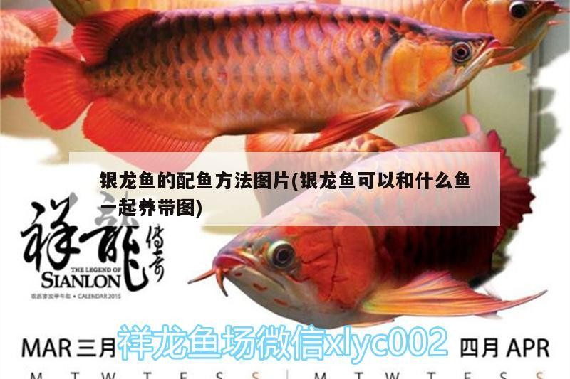 銀龍魚的配魚方法圖片(銀龍魚可以和什么魚一起養帶圖)