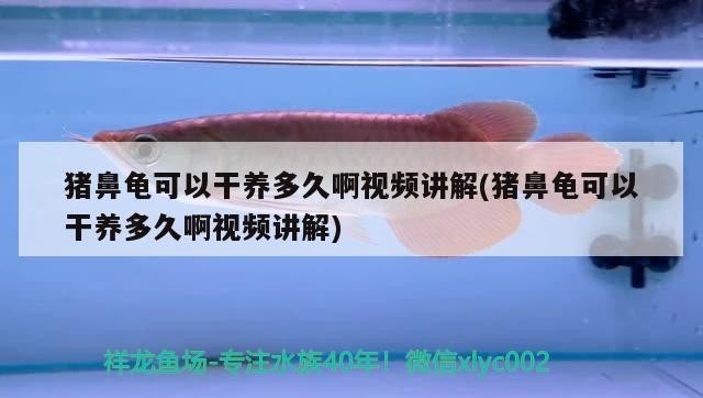 豬鼻龜可以干養多久啊視頻講解(豬鼻龜可以干養多久啊視頻講解) 豬鼻龜可以干養多久啊視頻講解(豬鼻龜可以干養多久啊視頻講解) 豬鼻龜百科