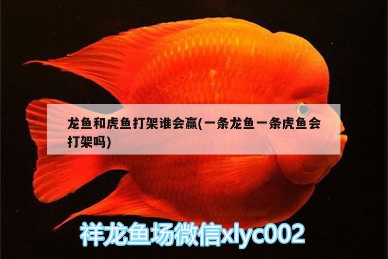 龍魚和虎魚打架誰會贏(一條龍魚一條虎魚會打架嗎)