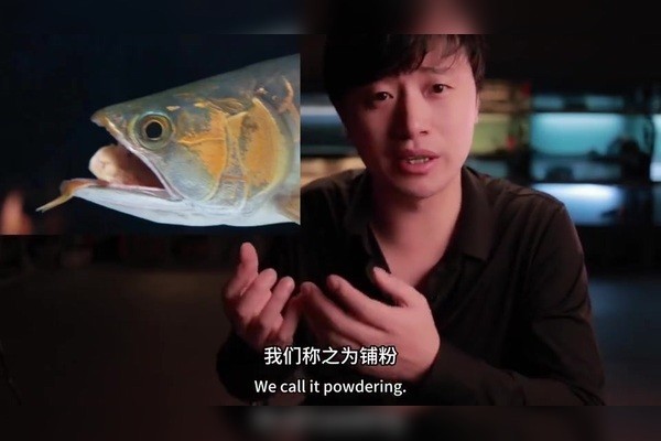 泗水龍魚最忌三種顏色 泗水龍魚最忌三種顏色 龍魚百科 第3張
