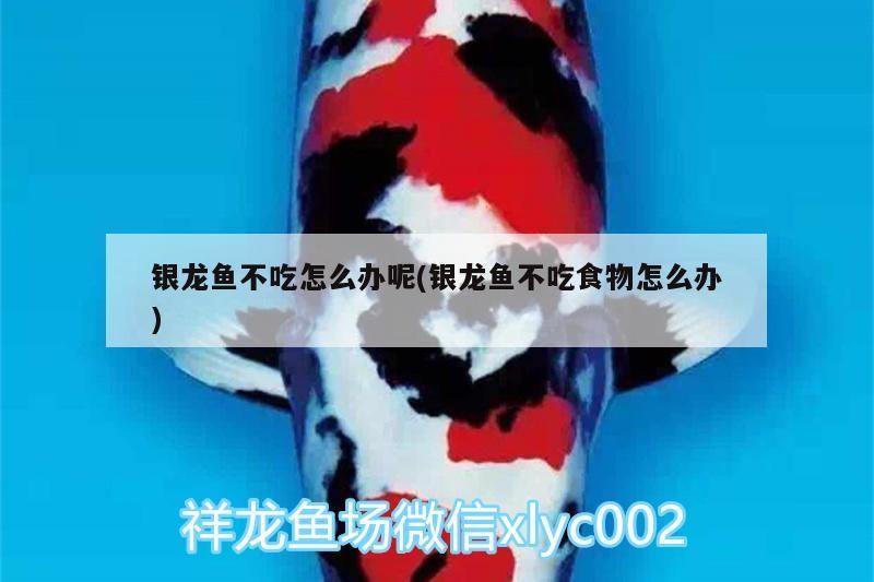 觀賞魚 銀龍魚不吃怎么辦呢(銀龍魚不吃食物怎么辦) 銀龍魚百科 銀龍魚不吃怎么辦呢(銀龍魚不吃食物怎么辦) 銀龍魚不吃怎么辦呢(銀龍魚不吃食物怎么辦) 銀龍魚百科