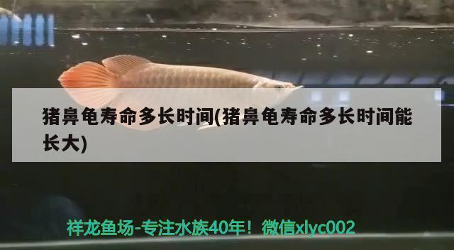 豬鼻龜壽命多長時間(豬鼻龜壽命多長時間能長大)