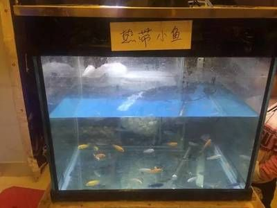 衡水水族館vs祥龍魚場（衡水市有哪些水族館？）