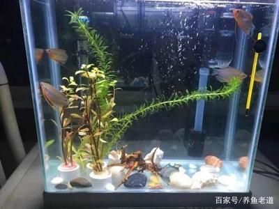 1.2米魚缸制作粘玻璃視頻：1.2米長的魚缸粘合玻璃是一個重要的步驟以下是根據您的需求整理的信息
