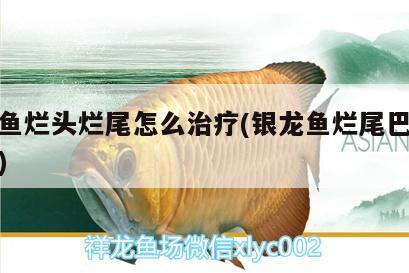 銀龍魚爛頭爛尾怎么治療(銀龍魚爛尾巴怎么治療)