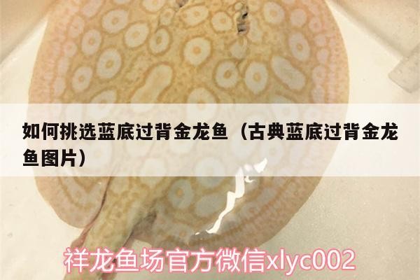 如何挑選藍底過背金龍魚（古典藍底過背金龍魚圖片）