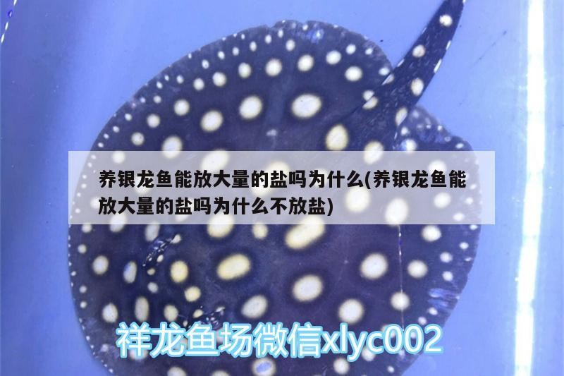 養銀龍魚能放大量的鹽嗎為什么(養銀龍魚能放大量的鹽嗎為什么不放鹽)