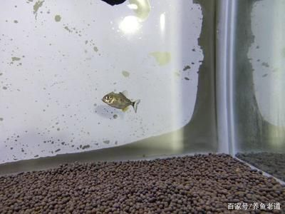 虎魚被咬傷了身上都白了：虎魚身上出現(xiàn)白色的膜狀物是怎么回事？ 虎魚被咬傷了身上都白了：虎魚身上出現(xiàn)白色的膜狀物是怎么回事？ 虎魚百科 第2張