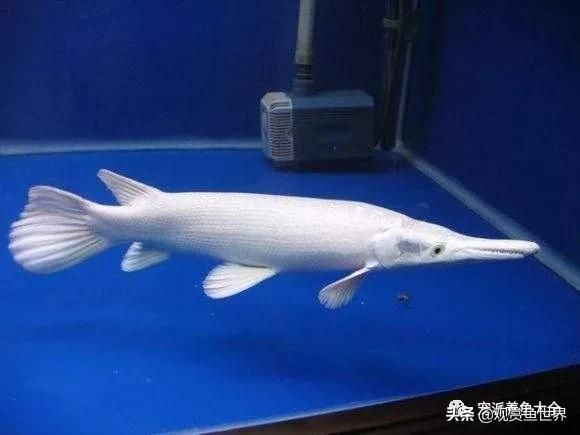 虎魚被咬傷了身上都白了：虎魚身上出現(xiàn)白色的膜狀物是怎么回事？ 虎魚被咬傷了身上都白了：虎魚身上出現(xiàn)白色的膜狀物是怎么回事？ 虎魚百科 第3張
