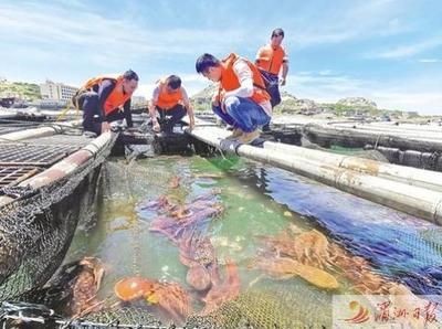 八爪魚(yú)怎么用魚(yú)缸養(yǎng)殖視頻：八爪魚(yú)養(yǎng)殖注意事項(xiàng)八爪魚(yú)魚(yú)缸養(yǎng)殖注意事項(xiàng)