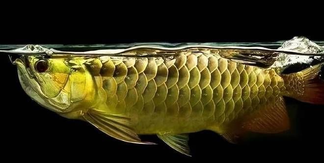 龍魚(yú)有內(nèi)寄是什么狀況vs祥龍魚(yú)場(chǎng)：祥龍魚(yú)場(chǎng)如何應(yīng)對(duì)龍魚(yú)內(nèi)寄問(wèn)題