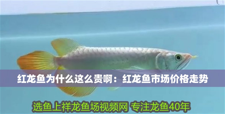 定西紅龍魚價格2688貴嗎？