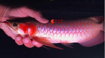 魟魚嘴巴有血絲發(fā)紅怎么回事：魟魚嘴巴出現(xiàn)血絲發(fā)紅怎么回事