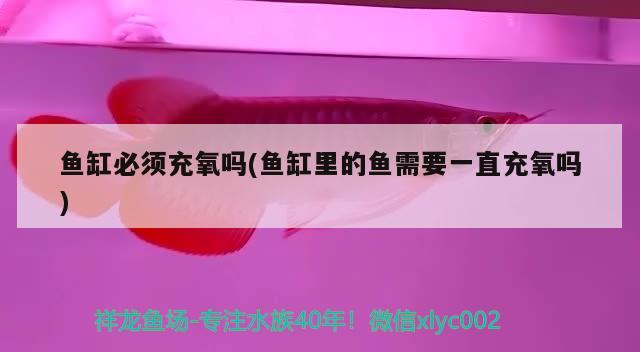 魚缸必須充氧嗎(魚缸里的魚需要一直充氧嗎)