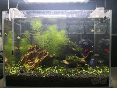 給大魚缸換水的作文:體驗給大魚缸換水的樂趣:體驗給大魚缸換水:給大魚缸換水的作文 森森303瀑布 森森魚缸 森森303瀑布 森森303瀑布 森森魚缸
