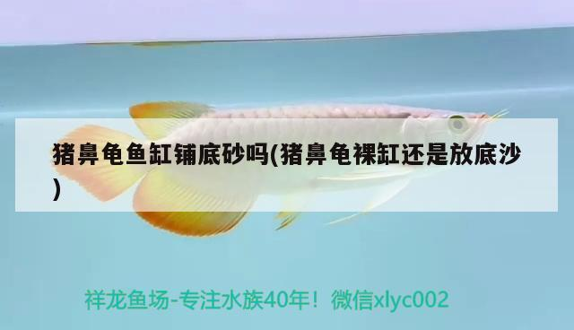 豬鼻龜魚缸鋪底砂嗎(豬鼻龜裸缸還是放底沙)