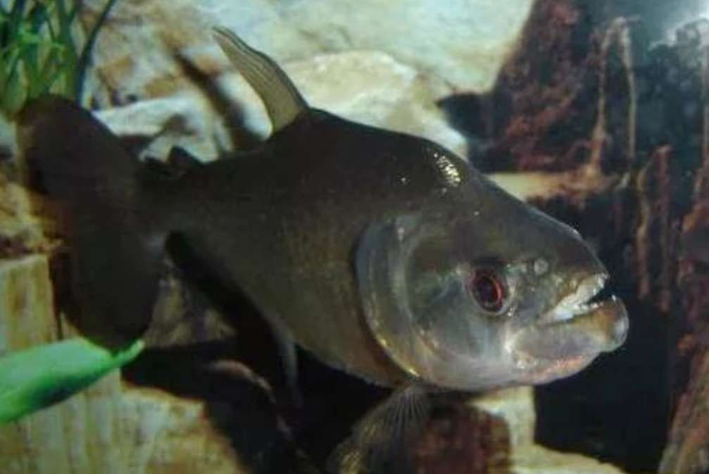 虎魚不長個是什么原因：虎魚不長個是什么原因造成的