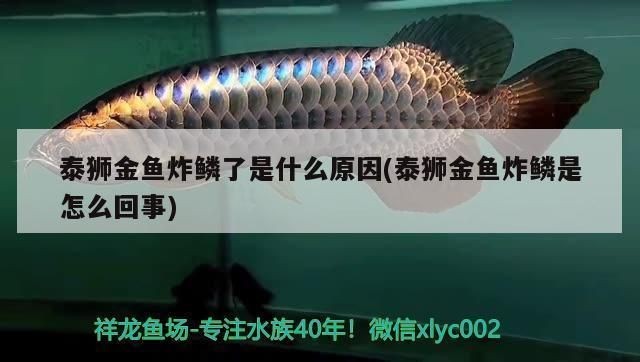 龍魚炸鱗是什么原因vs祥龍魚場：祥龍魚場的龍魚品種龍魚炸鱗后的治療方法