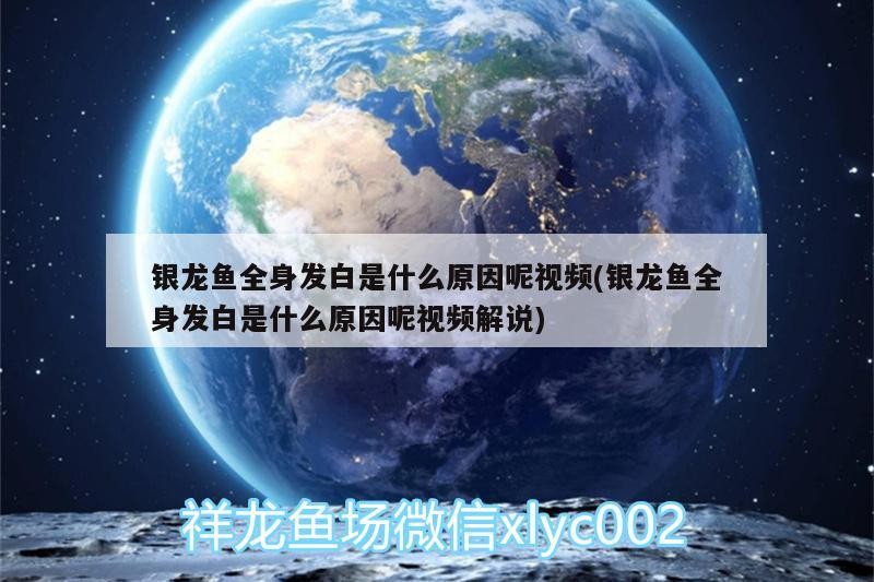 銀龍魚全身發白是什么原因呢視頻(銀龍魚全身發白是什么原因呢視頻解說)