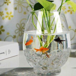 玻璃魚缸做盆景：如何制作玻璃魚缸植物盆景