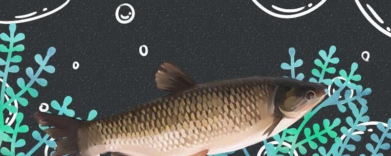 如何防治純血皇冠黑白魟魚疾病：純血皇冠黑白魟魚疾病的防治方法