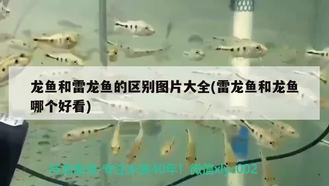 龍魚和雷龍魚的區別圖片大全(雷龍魚和龍魚哪個好看)