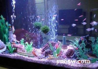 1.5米魚缸能用幾年，如何正確維護延長魚缸使用壽命？