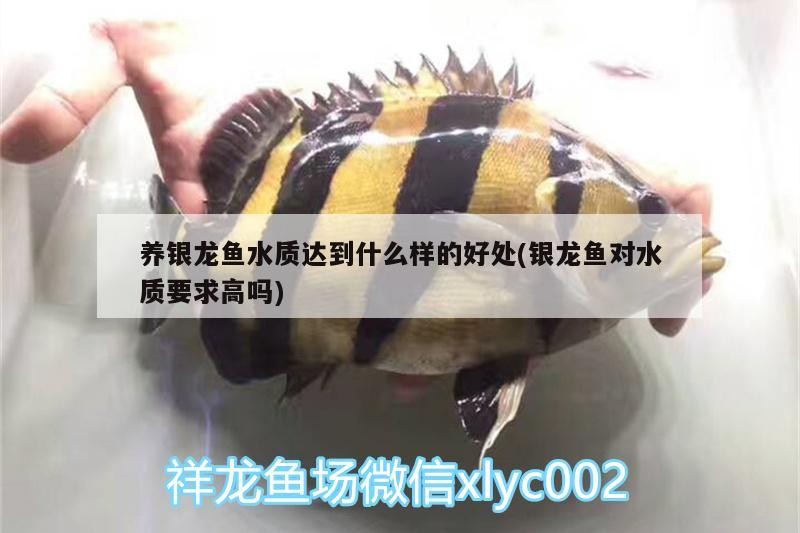 養銀龍魚水質達到什么樣的好處(銀龍魚對水質要求高嗎)