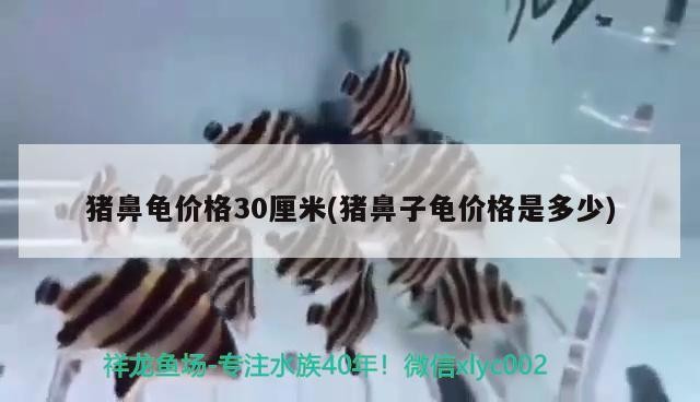 豬鼻龜價(jià)格30厘米(豬鼻子龜價(jià)格是多少)