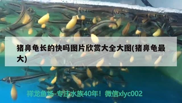 豬鼻龜長的快嗎圖片欣賞大全大圖(豬鼻龜最大)