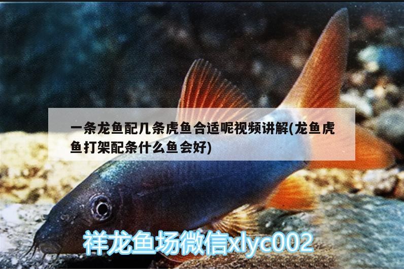 一條龍魚配幾條虎魚合適呢視頻講解(龍魚虎魚打架配條什么魚會好)