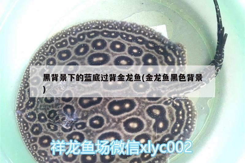 黑背景下的藍底過背金龍魚(金龍魚黑色背景)